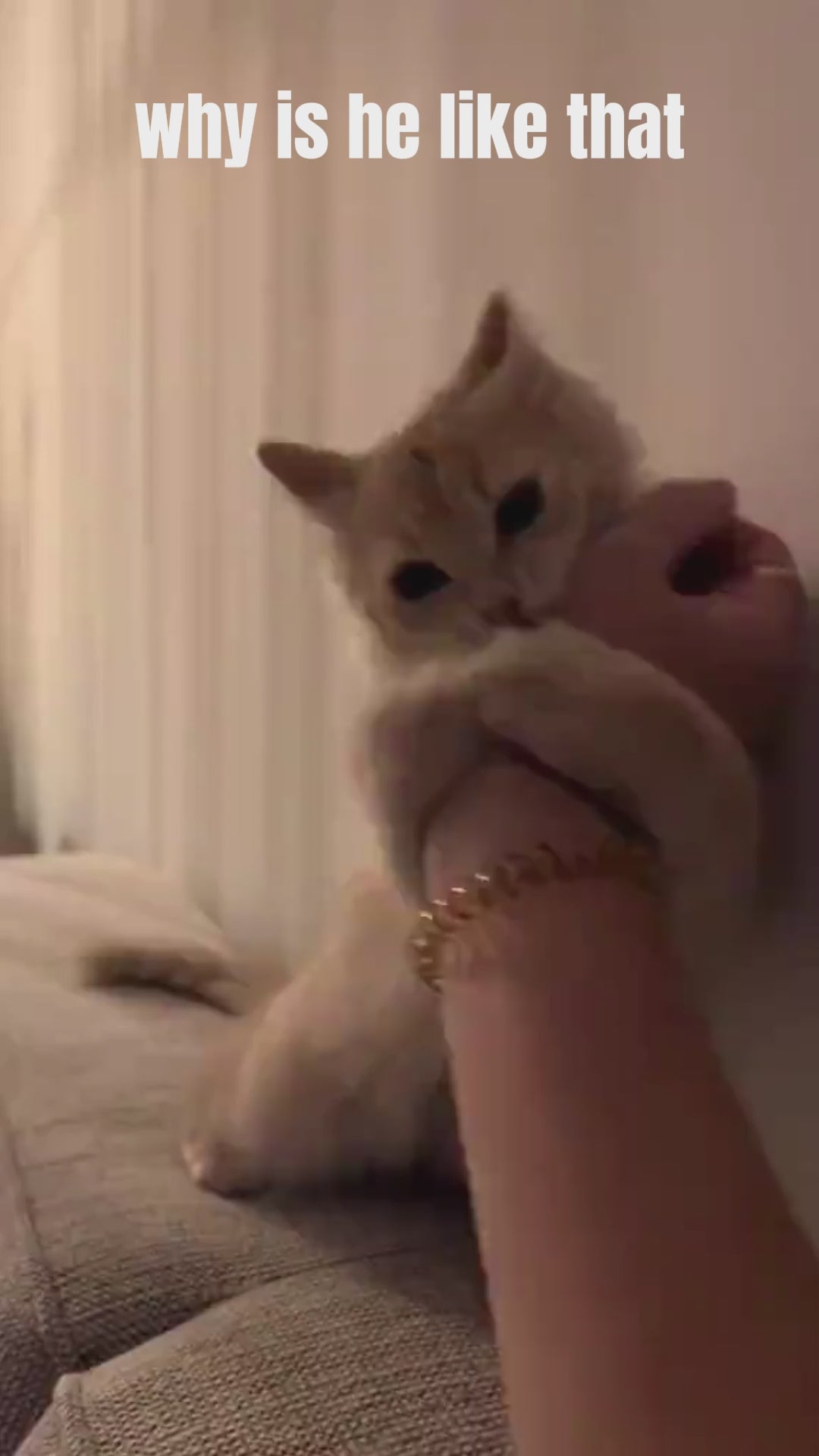 catjoy rope™ video